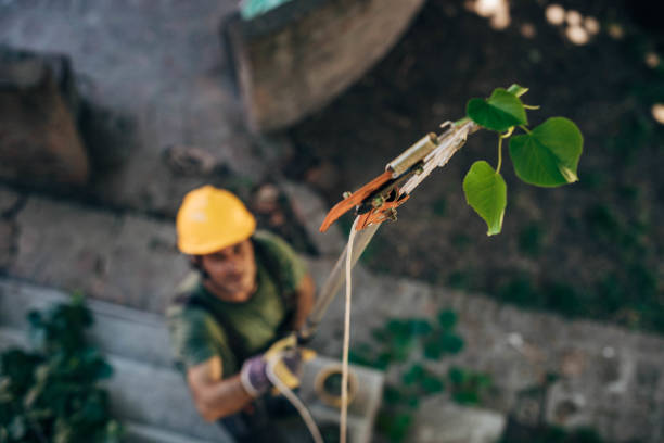 Residential Tree Removal in Westville, NJ